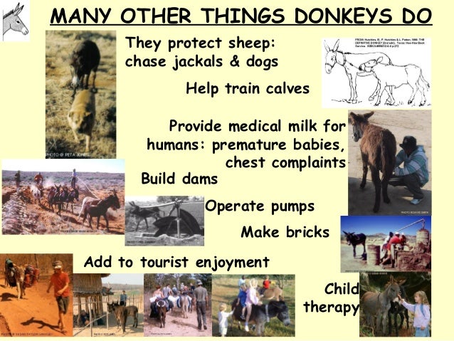 donkey development xmlspear donkey development xmlspear