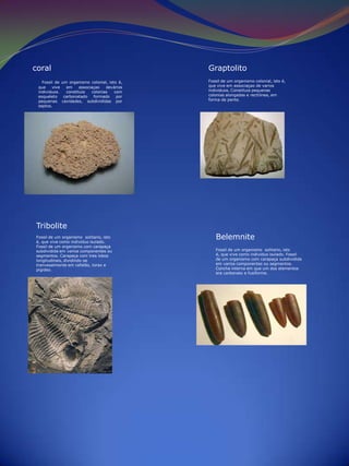 coral                                          Graptolito
   Fossil de um organismo colonial, isto é,    Fossil de um organismo colonial, isto é,
 que    vive   em     associaçao    devários   que vive em associaçao de varios
 individuos.   constituia    colonias   com    individuos. Constituia pequenas
 esqueleto    carbonatado     formado    por   colonias alongadas e rectilinea, em
 pequenas cavidades, subdivididas por          forma de pente.
 septos.




Tribolite
Fossil de um organismo solitario, isto
é, que vive como individuo isulado.
                                                  Belemnite
Fossil de um organismo com carapaça
subdividida em varios componentes ou              Fossil de um organismo solitario, isto
segmentos. Carapaça com tres lobos                é, que vive como individuo isulado. Fossil
longitudinais, dividindo-se                       de um organismo com carapaça subdividida
tranvesalmente em cefalão, torax e                em varios componentes ou segmentos.
pigideo.                                          Concha interna em que um dos elementos
                                                  era carbonato e fusiforme.
 