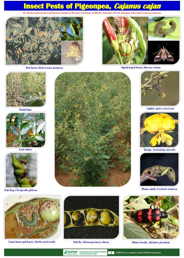 Insect pests of pigeonpea, cajanus cajan