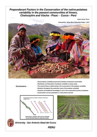 Preponderant Factors in the Conservation of the native-potatoes
       variability in the peasant communities of Amaru,
        Chahuaytire and Viacha - Pisac - Cusco - Perú
                                                                                                                                             Javier Llacsa Tacuri
                                                                                                               Financed by : Gines Mera Fellowship Project - CIAT




                                               - Great potatoes variability preserved by families and peasant communities.
                                               - Distribution and fluctuation of potatoes variability in yearly cycles.
     Conclusions :                             - The cultural Factor is determining in the conservation of the potatoes variability.
                                               - Ritualism throughout the production cycle of the potatoes variability.
                                               - Practices and traditional knowledges in use in the conservation process of potatoes.
                                               - Conservation can be sustainable in a intercultural scenario.

             In agricultural practices of potatoes cultivation, the ground is
             dragged along ... :

                               Up       Down             Up                Down




                                                Fallow        Breaking clods   Sowing and Earth up   Harvest




                 TRADITIONAL CONTROL PRACTICES OF EROSION
                  IN CULTIVATION PIECES OF LAND WITH SLOPE



    University : San Antonio Abad del Cusco
                                                                                            PERU
 