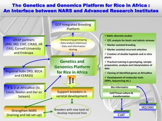 The Genetics and Genomics Platform for Rice in Africa :
An Interface between NARS and Advanced Research Institutes

                               GCP Integrated Breeding
                                      Platform
                                                              Allelic diversity studies
      GRiSP partners              - Outsourcing genotyping
                                                -              QTL analysis for biotic and abiotic stresses
                                  - Data analysis (Optimas)
(IRRI, IRD, CIAT, CIRAD, JIR        - Data and information     Marker assisted breeding
  CAS), Cornell University                  sharing            Marker assisted recurrent selection
        and Embrapa                                            Creation of double haploids and in vitro
                                                              plants
                                  Genetics and                 Practical training in genotyping, sample
                                                              preparation, analysis and interpretation of
                               Genomics Platform              data
Regional hubs (IRD, BECA        for Rice in Africa             Cloning of identified genes at AfricaRice
      and CERASS)                                              Development of molecular tools
                                          MARS
                                          MAS


                                                              (SNPs, Sequencing etc.)

  R & D at AfricaRice (St.                                          Bio-informatics
 Louis, Ibadan and Dar es        Support breeders in              Cell/Tissue culture &
          Salaam)               varietal development                 transformation



                                                                                                IRD/IRRI
     Strengthen NARS           Breeders with new tools to
                                 develop improved lines
 (training and lab set-up)                                                CIAT
 