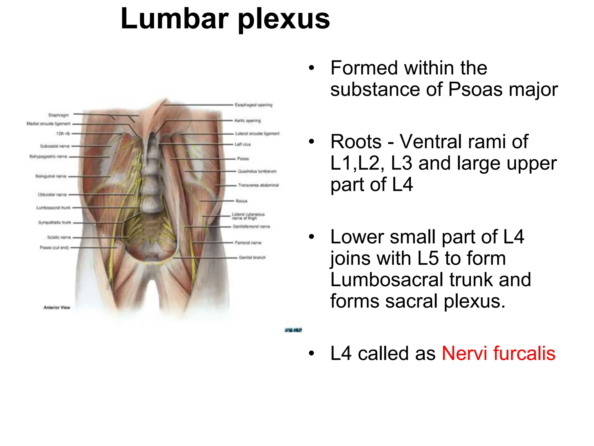 Posterior abdominal.wall.pptx anatomy... | PPTX