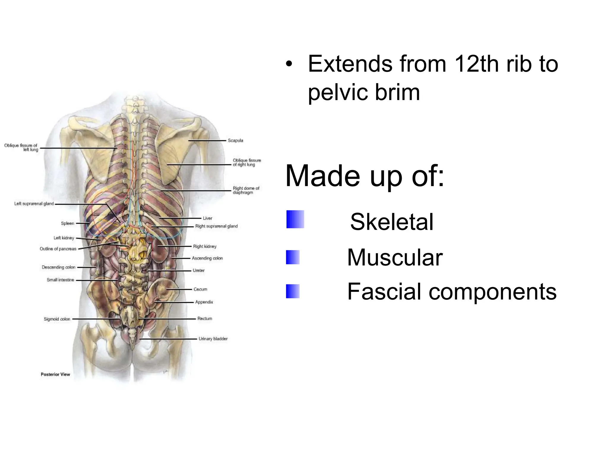 Posterior abdominal.wall.pptx anatomy... | PPTX