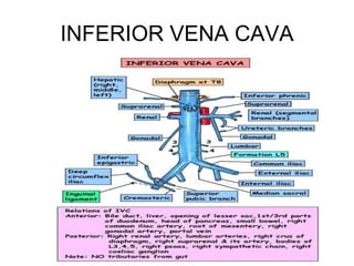 Posterior abdominal.wall.pptx anatomy... | PPTX