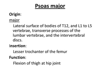 Psoas minorOrigin:Minor    Lateral surface of bodies of T12 and L1 vertebrae and intervening intervertebral discInsertion:Pectinial line of the pelvic brim and iliopubic eminenceFunction:   Weak flexion of lumbar vertebral column