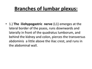 2.) The ilioinguinal nerve (L1) has the same course as the iliohypogastric nerve, but on a slightly lower level.3.) The genitofemoral nerve (L1 , L2 ventral division)  emerges on the anterior surface of the psoas muscle near its medial border and runs downwards in front of the muscle. Near the deep inguinal ring it lies in front of the external iliac artery and divides into femoral and genital branches. 