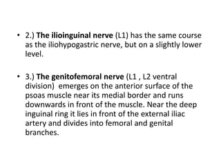 4.) The lateral cutaneous nerve of the thigh (L2, L3 dorsal division) emerges at the lateral border of the psoas, runs downwards and laterally across the right iliac fossa, over the iliacus and reaches the anterior superior iliac spine. 5.) The femoral nerve (L2, L3, L4; dorsal division)  emerges at the lateral border of the psaos below the iliac crest, and runs downwards and slightly laterally in the furrow between the psoas and iliacus. It lies under cover of the fascia iliaca. 