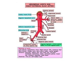 1)	Visceral BranchesUNPAIREDPAIRED