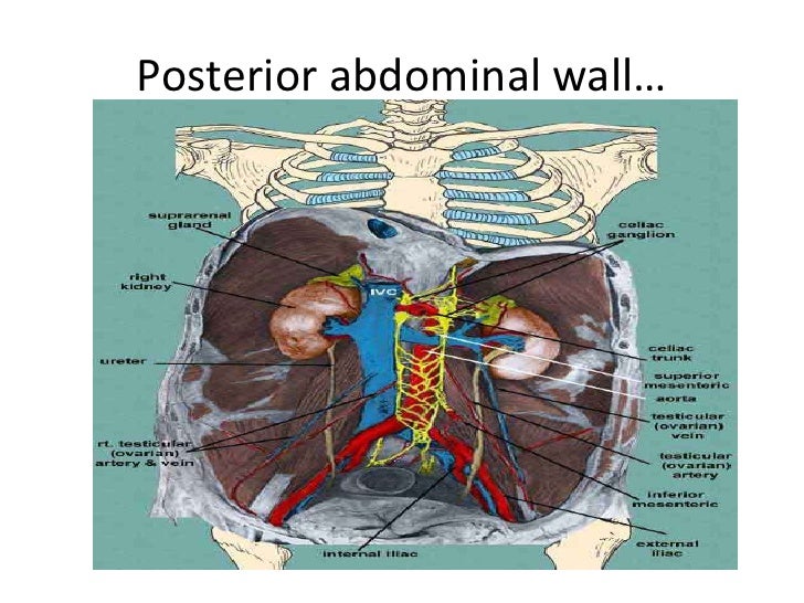 Posterior abdominal wall