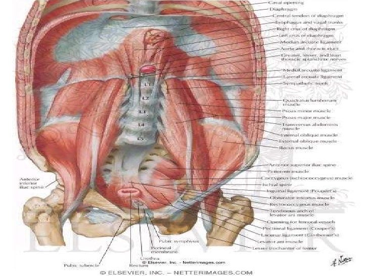 Posterior abdominal wall