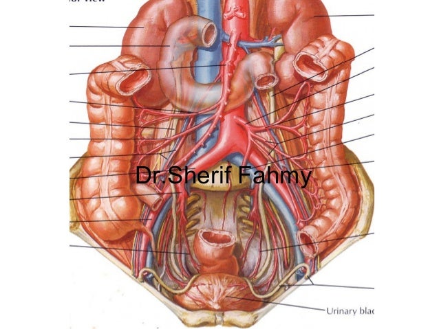 posterior abdominal wall (anatomy of the abdomen) posterior abdominal wall (anatomy of the abdomen), Skeleton