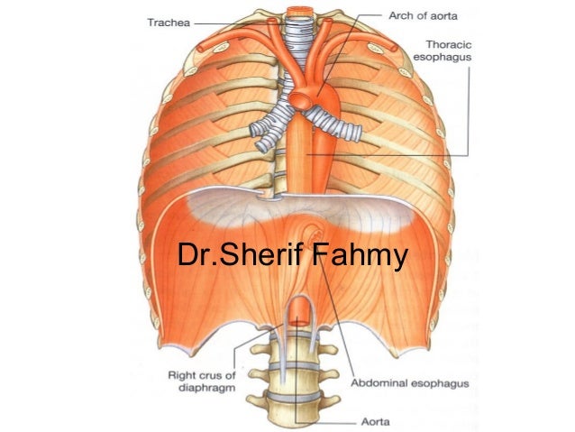 Anatomy Of Posterior Abdominal Wall - Posterior Abdominal Wall (Anatomy