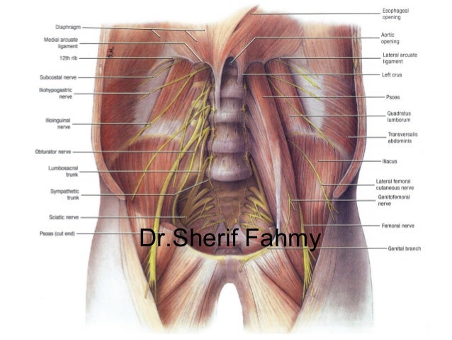 Posterior Abdominal Wall (Anatomy of the Abdomen)