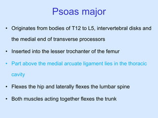 Psoas major
• Originates from bodies of T12 to L5, intervertebral disks and
the medial end of transverse processors
• Inserted into the lesser trochanter of the femur
• Part above the medial arcuate ligament lies in the thoracic
cavity
• Flexes the hip and laterally flexes the lumbar spine
• Both muscles acting together flexes the trunk
 