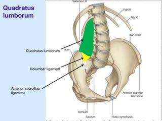 Quadratus
lumborum
Quadratus lumborum
Iliolumbar ligament
Anterior sacroiliac
ligament
 
