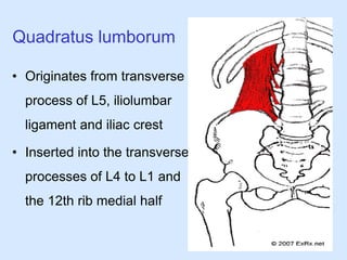 Quadratus lumborum
• Originates from transverse
process of L5, iliolumbar
ligament and iliac crest
• Inserted into the transverse
processes of L4 to L1 and
the 12th rib medial half
 
