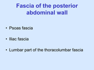 Fascia of the posterior
abdominal wall
• Psoas fascia
• Iliac fascia
• Lumbar part of the thoracolumbar fascia
 