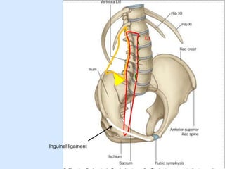 L1
Inguinal ligament
 