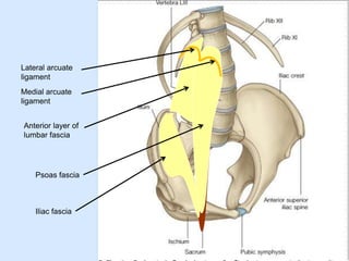 Anterior layer of
lumbar fascia
Iliac fascia
Psoas fascia
Lateral arcuate
ligament
Medial arcuate
ligament
 