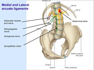 Medial and Lateral
arcuate ligaments
Sympathetic chain
Subcostal vessels
and nerve
Abdominal aorta
Iliohypogastric
nerve
Ilioinguinal nerve
 