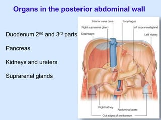 Organs in the posterior abdominal wall
Duodenum 2nd and 3rd parts
Pancreas
Kidneys and ureters
Suprarenal glands
 
