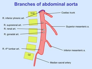 Branches of abdominal aorta
Coeliac trunk
Superior mesenteric a.
Inferior mesenteric a.
Median sacral artery
R. inferior phrenic art.
R. 4th lumbar art.
R. suprarenal art.
R. renal art.
R. gonadal art.
 