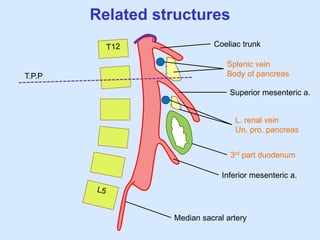 Related structures
Coeliac trunk
Superior mesenteric a.
Inferior mesenteric a.
Splenic vein
Body of pancreas
L. renal vein
Un. pro. pancreas
3rd part duodenum
Median sacral artery
T.P.P
 