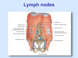 Lymph nodes
 