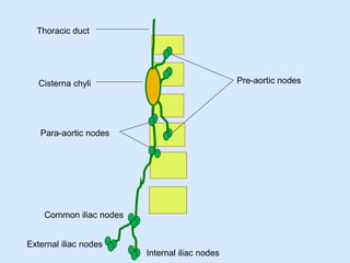Internal iliac nodes
External iliac nodes
Common iliac nodes
Para-aortic nodes
Pre-aortic nodesCisterna chyli
Thoracic duct
 