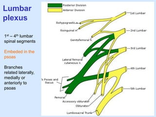 Lumbar
plexus
1st – 4th lumbar
spinal segments
Embeded in the
psoas
Branches
related laterally,
medially or
anteriorly to
psoas
 