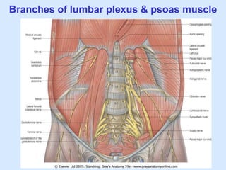 Branches of lumbar plexus & psoas muscle
 