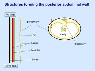 mesentery
cavity
Structures forming the posterior abdominal wall
peritoneum
Fat
Fascia
Muscles
Bones
Rib cage
Pelvic brim
 