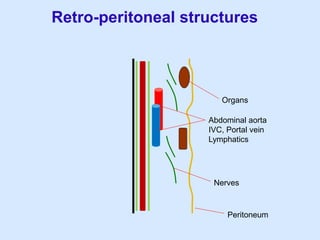 Peritoneum
Organs
Abdominal aorta
IVC, Portal vein
Lymphatics
Nerves
Retro-peritoneal structures
 