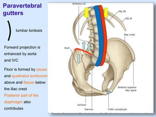 Paravertebral
gutters
lumbar lordosis
Forward projection is
enhanced by aorta
and IVC
Floor is formed by psoas
and quadratus lumborum
above and iliacus below
the iliac crest
Posterior part of the
diaphragm also
contributes
 
