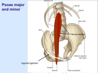 Psoas major
and minor
Fibrous arches
Inguinal ligament
L1
 