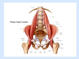 Psoas major muscle
 