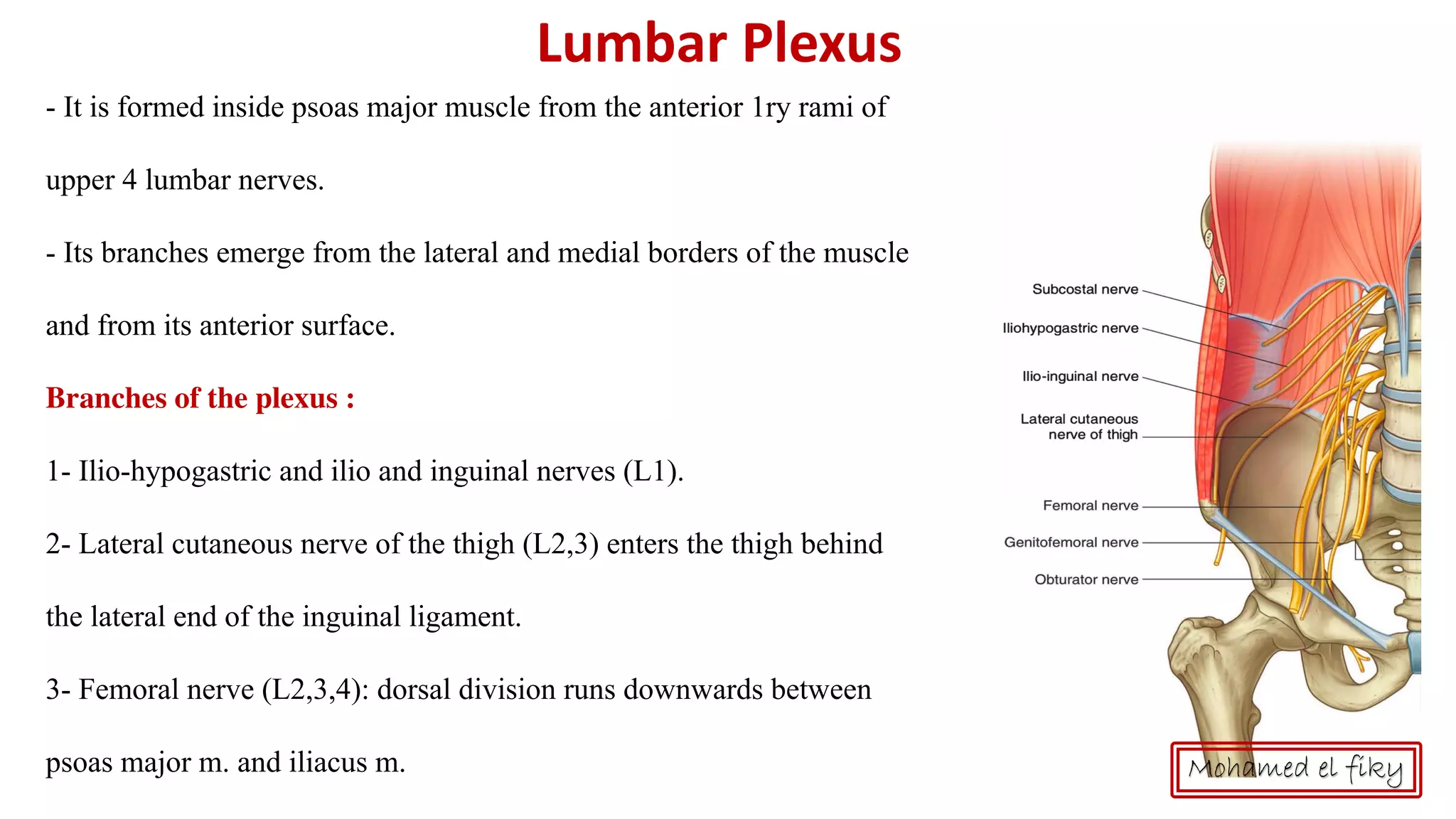 Posterior abdominal wall | PDF
