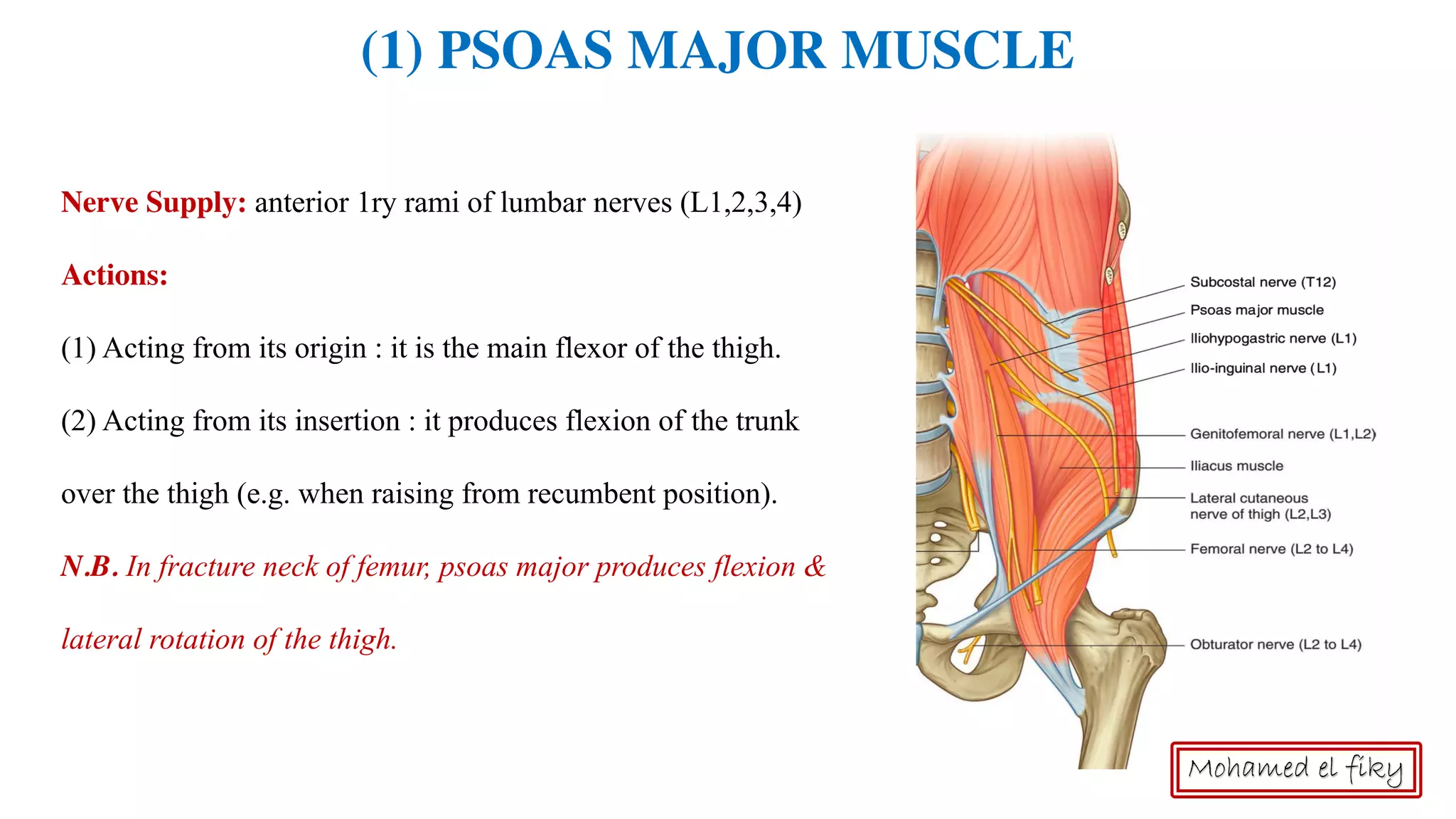 Posterior abdominal wall | PDF