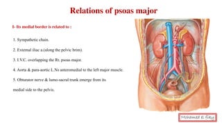 Relations of psoas major
I- Its medial border is related to :
1. Sympathetic chain.
2. External iliac a.(along the pelvic brim).
3. I.V.C. overlapping the Rt. psoas major.
4. Aorta & para-aortic L.Ns anteromedial to the left major muscle.
5. Obturator nerve & lumo-sacral trunk emerge from its
medial side to the pelvis.
Mohamed el fiky
 