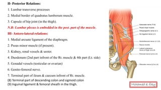 II- Posterior Relations:
1. Lumbar transverse processes
2. Medial border of quadratus lumborum muscle.
3. Capsule of hip joint (in the thigh).
N.B: Lumbar plexus is embedded in the post. part of the muscle.
III- Antero-lateral relations:
1. Medial arcuate ligament of the diaphragm.
2. Psoas minor muscle (if present).
3. Kidney, renal vessels & ureter.
4. Duodenum (2nd part infront of the Rt. muscle & 4th part (Lt. side)
5. Gonadal vessels (testicular or ovarian)
6. Genito-femoral nerve.
7. Terminal part of ileum & caecum infront of Rt. muscle.
(8) Terminal part of descending colon and sigmoid colon
(9) Inguinal ligament & femoral sheath in the thigh. Mohamed el fiky
 