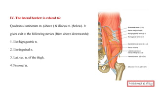 IV- The lateral border: is related to:
Quadratus lumborum m. (above ) & iliacus m. (below). It
gives exit to the following nerves (from above downwards):
1. Ilio-hypagastric n.
2. Ilio-inguinal n.
3. Lat. cut. n. of the thigh.
4. Femoral n.
Mohamed el fiky
 