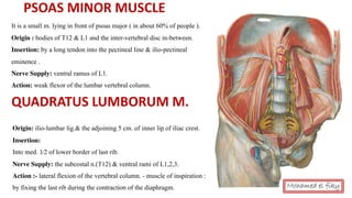 Origin: ilio-lumbar lig.& the adjoining 5 cm. of inner lip of iliac crest.
Insertion:
Into med. 1⁄2 of lower border of last rib.
Nerve Supply: the subcostal n.(T12) & ventral rami of L1,2,3.
Action :- lateral flexion of the vertebral column. - muscle of inspiration :
by fixing the last rib during the contraction of the diaphragm.
PSOAS MINOR MUSCLE
It is a small m. lying in front of psoas major ( in about 60% of people ).
Origin : bodies of T12 & L1 and the inter-vertebral disc in-between.
Insertion: by a long tendon into the pectineal line & ilio-pectineal
eminence .
Nerve Supply: ventral ramus of L1.
Action: weak flexor of the lumbar vertebral column.
QUADRATUS LUMBORUM M.
Mohamed el fiky
 