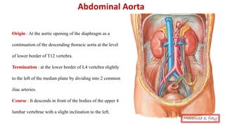 Abdominal Aorta
Origin : At the aortic opening of the diaphragm as a
continuation of the descending thoracic aorta at the level
of lower border of T12 vertebra.
Termination : at the lower border of L4 vertebra slightly
to the left of the median plane by dividing into 2 common
iliac arteries.
Course : It descends in front of the bodies of the upper 4
lumbar vertebrae with a slight inclination to the left.
Mohamed el fiky
 