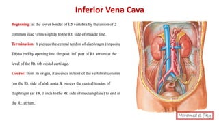 Inferior Vena Cava
Beginning: at the lower border of L5 vertebra by the union of 2
common iliac veins slightly to the Rt. side of middle line.
Termination: It pierces the central tendon of diaphragm (opposite
T8) to end by opening into the post. inf. part of Rt. atrium at the
level of the Rt. 6th costal cartilage.
Course: from its origin, it ascends infront of the vertebral column
(on the Rt. side of abd. aorta & pierces the central tendon of
diaphragm (at T8, 1 inch to the Rt. side of median plane) to end in
the Rt. atrium.
Mohamed el fiky
 