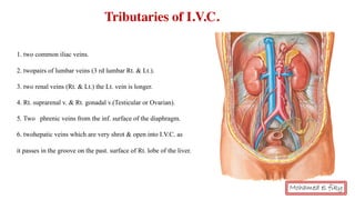 1. two common iliac veins.
2. twopairs of lumbar veins (3 rd lumbar Rt. & Lt.).
3. two renal veins (Rt. & Lt.) the Lt. vein is longer.
4. Rt. suprarenal v. & Rt. gonadal v.(Testicular or Ovarian).
5. Two phrenic veins from the inf. surface of the diaphragm.
6. twohepatic veins which are very shrot & open into I.V.C. as
it passes in the groove on the past. surface of Rt. lobe of the liver.
Tributaries of I.V.C.
Mohamed el fiky
 
