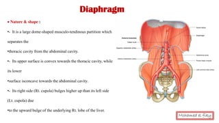 Diaphragm
Mohamed el fiky
• Nature & shape :
•- It is a large dome-shaped musculo-tendinous partition which
separates the
•thoracic cavity from the abdominal cavity.
•- Its upper surface is convex towards the thoracic cavity, while
its lower
•surface isconcave towards the abdominal cavity.
•- Its right side (Rt. cupola) bulges higher up than its left side
(Lt. cupola) due
•to the upward bulge of the underlying Rt. lobe of the liver.
 