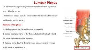 Lumbar Plexus
- It is formed inside psoas major muscle from the anterior 1ry rami of
upper 4 lumbar nerves.
- Its branches emerge from the lateral and medial borders of the muscle
and from its anterior surface.
Branches of the plexus :
1- Ilio-hypogastric and ilio and inguinal nerves (L1).
2- Lateral cutaneous nerve of the thigh (L2,3) enters the thigh behind
the lateral end of the inguinal ligament.
3- Femoral nerve (L2,3,4): dorsal division runs downwards between
psoas major m. and iliacus m. Mohamed el fiky
 