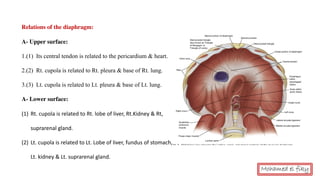 Relations of the diaphragm:
A- Upper surface:
1.(1) Its central tendon is related to the pericardium & heart.
2.(2) Rt. cupola is related to Rt. pleura & base of Rt. lung.
3.(3) Lt. cupola is related to Lt. pleura & base of Lt. lung.
A- Lower surface:
(1) Rt. cupola is related to Rt. lobe of liver, Rt.Kidney & Rt,
suprarenal gland.
(2) Lt. cupola is related to Lt. Lobe of liver, fundus of stomach,
Lt. kidney & Lt. suprarenal gland.
Mohamed el fiky
 