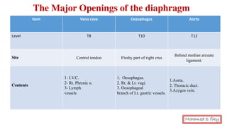 Item Vena cava Oesophagus Aorta
Level T8 T10 T12
Site Central tendon Fleshy part of right crus
Behind median arcuate
ligament.
Contents
1- I.V.C.
2- Rt. Phrenic n.
3- Lymph
vessels
1. Oesophagus.
2. Rt. & Lt. vagi.
3. Oesophageal
branch of Lt. gastric vessels.
1.Aorta.
2. Thoracic duct.
3.Azygos vein.
The Major Openings of the diaphragm
Mohamed el fiky
 