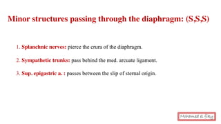 1. Splanchnic nerves: pierce the crura of the diaphragm.
2. Sympathetic trunks: pass behind the med. arcuate ligament.
3. Sup. epigastric a. : passes between the slip of sternal origin.
Minor structures passing through the diaphragm: (S,S,S)
Mohamed el fiky
 